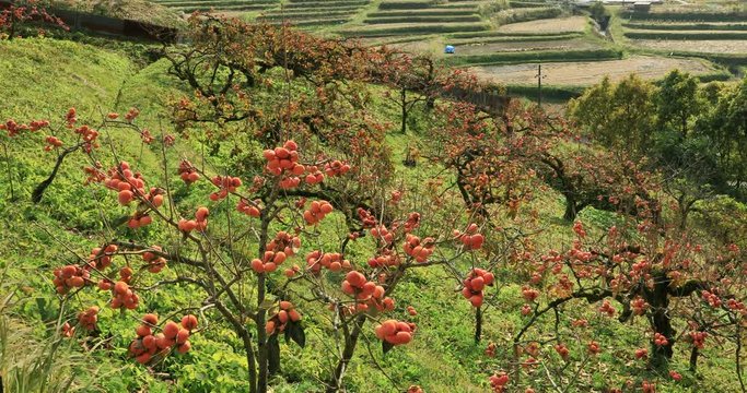 Japanese Persimmon orchard in autumn