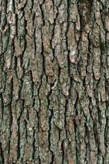 Fototapeta premium クスノキの樹皮