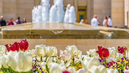 Panorama Radiant flowers in front of fountain and building viewed on a sunny spring day
