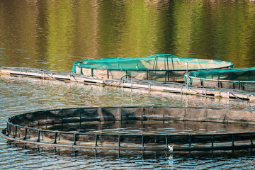 Fototapeta premium Fisheries, Fish Farm In Summer Lake Or River In Beautiful Summer Sunny Day. Swedish Nature, Sweden