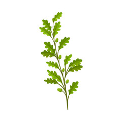 Branch with acorns. Vector illustration on white background.