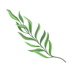 Branch with long leaves. Vector illustration on white background.