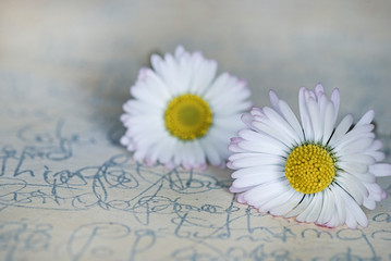 Obraz premium Still Life With White Daisy Flowers