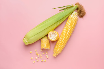 Fresh corn cobs on color background