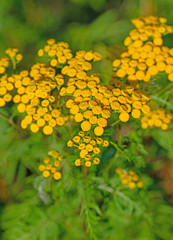 Blühender Rainfarn, Tanacetum vulgare
