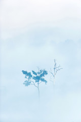 Trees dead and alive in the mist.