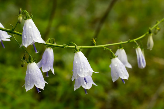 Tender blossoms of  ladybells (Adenophora) with drops of dew