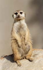 meerkat on guard with bokeh background