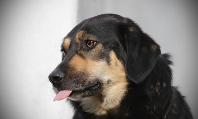 portrait of a dog with stuck out tongue