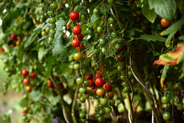 Tomatensammlung