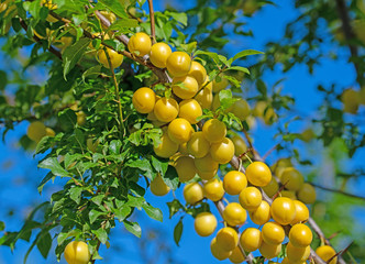 Gelbe Mirabellen, Wildpflaumen,  Prunus cerasifera