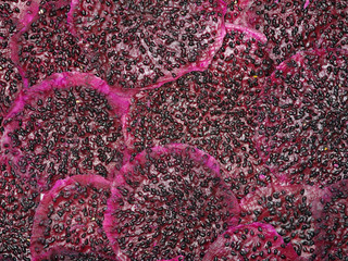 Pile of dried dragon fruit slices