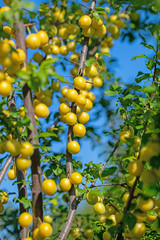 Gelbe Kirschpflaumen, Prunus cerasifera