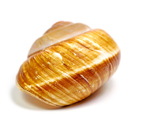 Leeres Schneckenhaus vor weißem Hintergrund