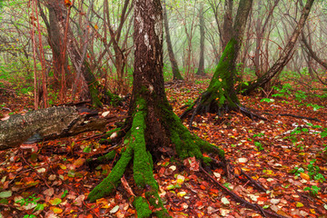 Picturesque forest grove with magnificent mossy trees
