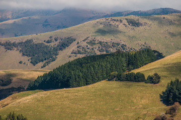 Hill Landscape With Trees, Akaroa New Zealand, 