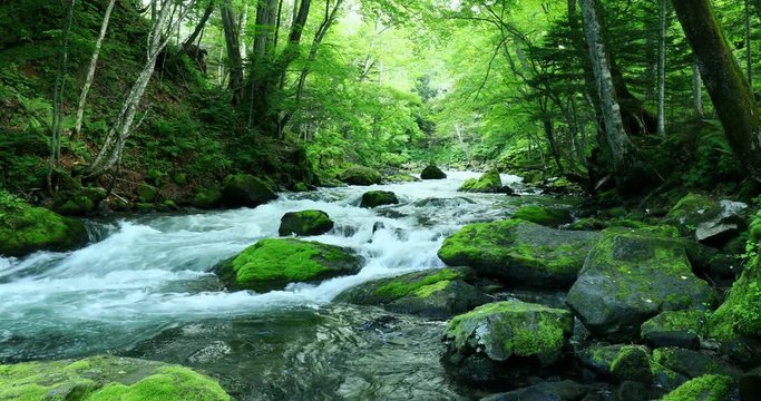 Akan&nbsp;River flowing through forest,&nbsp;Kushiro, Hokkaido, Japan