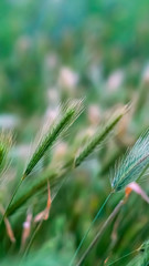 Vertical Close up view of green plants with slim stems topped with thin white spikes