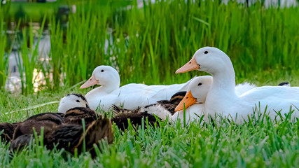 Panorama Close up of white ducks and brown ducklings on grassy terrain near a pond