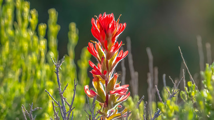 Panorama Close up of a plant with red flower growing in the forest viewed on a sunny day