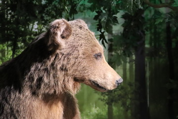 Brown Bear in the Forest