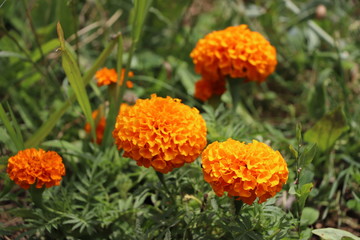 Orange Flowers in the Garden