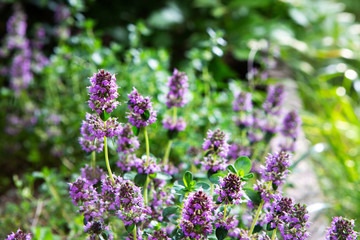 Blooming thyme. Flowers in backlight. Violet flowers on a green background. Great spice.