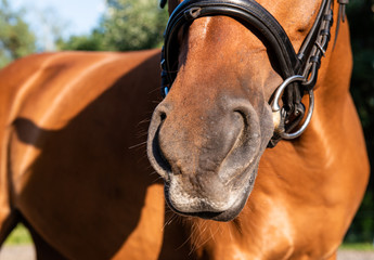 Close-up horse, arabian horse, brown