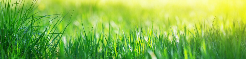 Fresh green grass background with sunlight