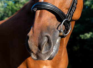 Close-up horse, arabian horse, brown