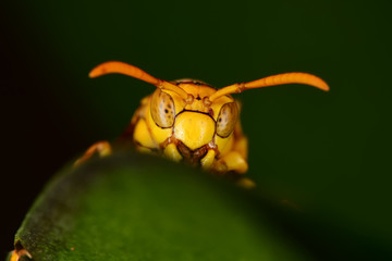 Yellow bee on the green leaf