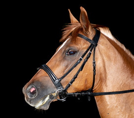 Close-up horse, arabian horse, brown