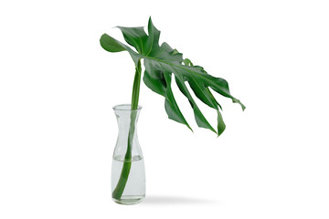 Monstera deliciosa leaf, the ceriman, Flowering plant native to tropical forests  palm leaf with...