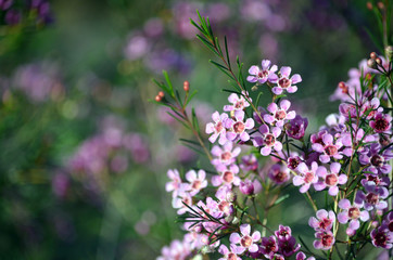 Pink flowers of the Australian native Geraldton Wax, Chamelaucium uncinatum, family Myrtaceae,...