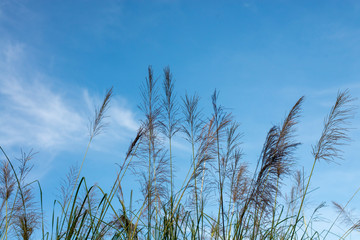 Flowers of vetiver grass and blue sky. Vetiver grass: Plant and soil conservation and use as a herbal medicine.