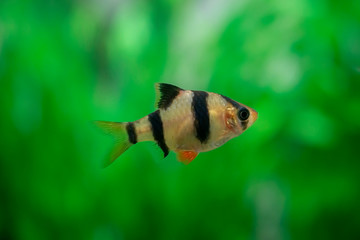 barb in the aquarium close - up ( Puntigrus tetrazona )