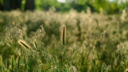 Panorama frame Scenic sunny day view of abundant green grasses thriving in the forest