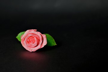 Beautiful Pink Color Rose with Water Droplets in Black Background