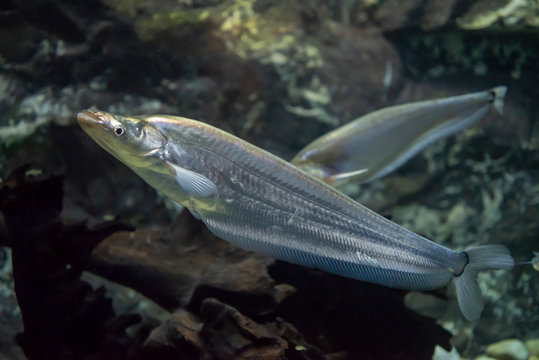 Schtein Fish รูปภาพSheat-Fish – เลือกดูภาพถ่ายสต็อก เวกเตอร์ และวิดีโอ1,958 | Adobe ...