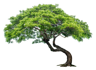 Large trees with edible fruits are completely separated from the white background.