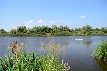 Summer landscape with lake in the field and blue sky.