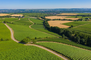 Blick von oben auf die Weinberge bei Hattenheim/Deutschland im Rheingau