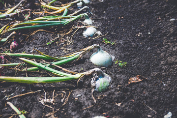 Organic onion farmer garden , ready to be harvest