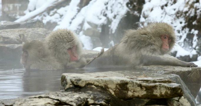 Lockdown shot of Japanese Macaques in hot spring