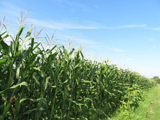 Corn field in summer on background of blue sky and white clouds. Young corn stalks with cobs, green plants, agricultural industry
