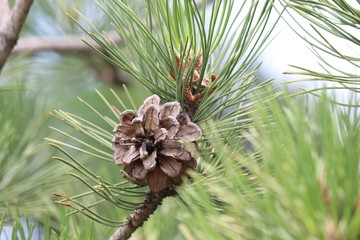 A Pine Cone on a Tree