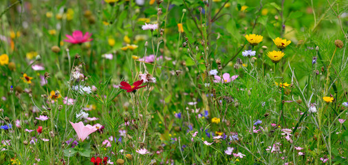 Bunte Blumen Wiese im Sommer, Panorama