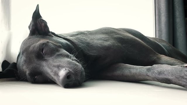 Black dog sleeping on the floor in house , love best friend pet concept