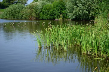 Summer landscape with lake in the field and blue sky.