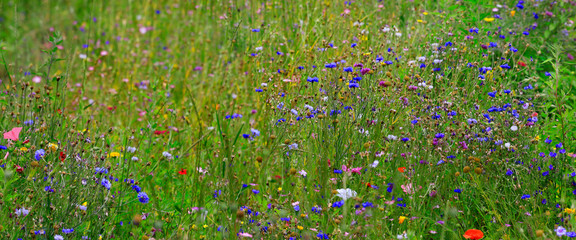 Kornblumen Wiese (Cyanus segetum) Panorama